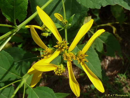 {Verbesina occidentalis}
